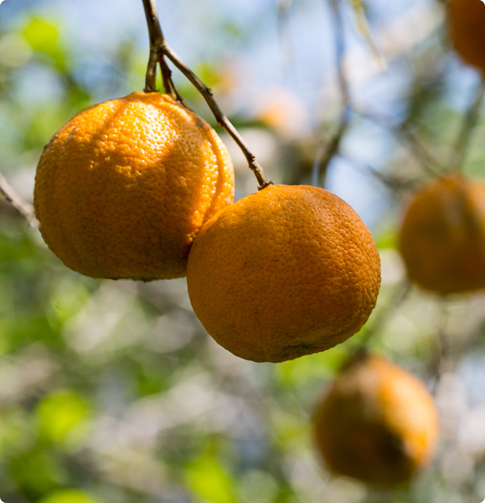 Zwei leuchtend orange Zitrusfrüchte hängen am Baum vor unscharfem grün-blauem Hintergrund.