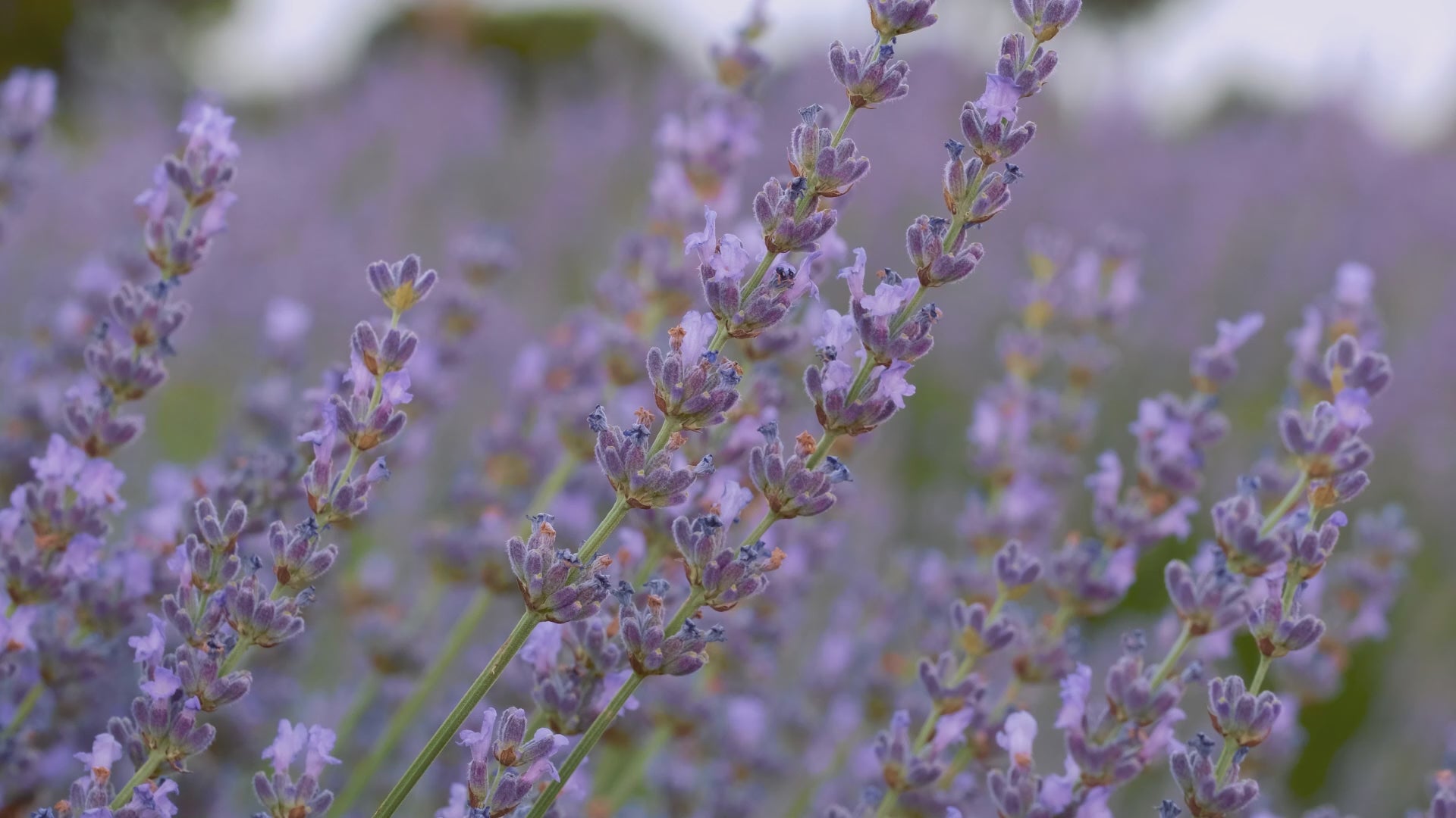 Video von im Wind wehenden Lavendelsträuchen