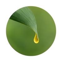 Bild von Tropfen eines ätherischen Öls auf einem Blatt